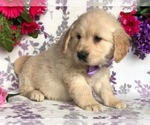 Small Photo #4 Golden Retriever Puppy For Sale in CLAY, PA, USA
