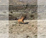 Small Photo #55 Rhodesian Ridgeback Puppy For Sale in MORONGO VALLEY, CA, USA