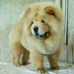 Chow Chow Puppy for sale in DES MOINES, IA, USA
