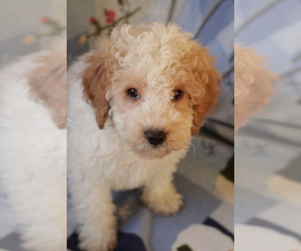 Medium Photo #13 Goldendoodle (Miniature) Puppy For Sale in MILWAUKEE, WI, USA