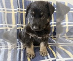 Small #9 German Shepherd Dog