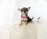 Small #4 Chihuahua