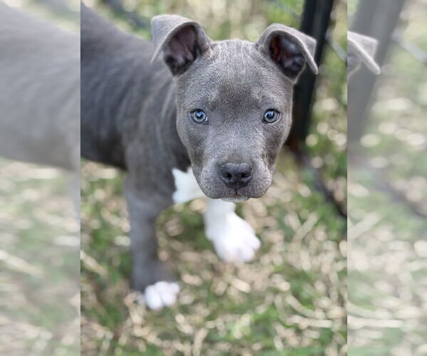 Medium Photo #1 Mutt Puppy For Sale in Rockaway, NJ, USA