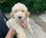 Puppy 0 Goldendoodle