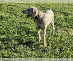 Poodle (Standard) Dog for Adoption in MEMPHIS, Missouri USA
