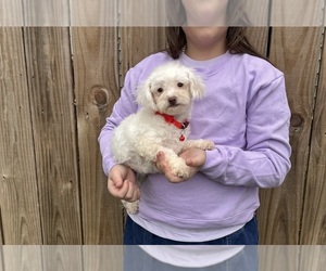 Cavapoo (Miniature) Puppy for sale in JEFFERSONVILLE, IN, USA