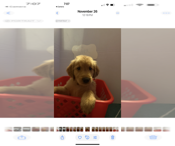 Medium Photo #3 Golden Retriever Puppy For Sale in SOMERSWORTH, NH, USA