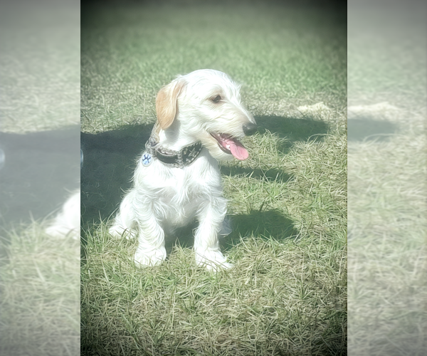 Medium Photo #8 Doxiepoo (Miniature) Puppy For Sale in OCALA, FL, USA