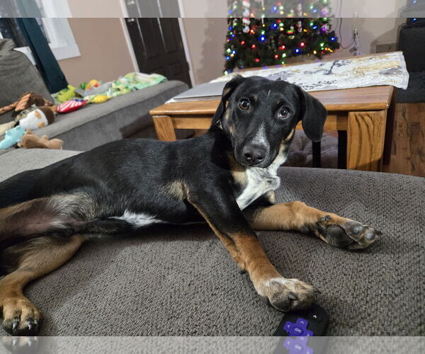 Medium Photo #3 Dachshund-Unknown Mix Puppy For Sale in Denver , CO, USA