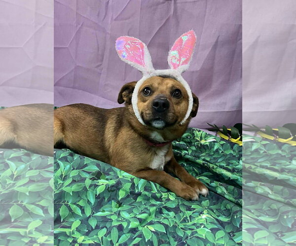 Medium Photo #3 Retriever -Unknown Mix Puppy For Sale in Clarkesville, GA, USA