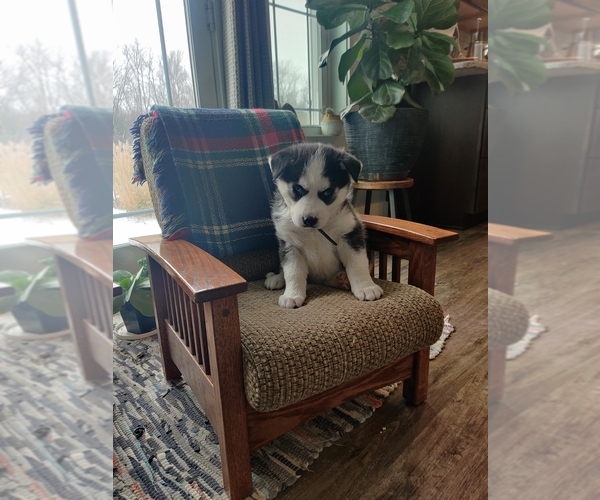 Medium Photo #5 Siberian Husky Puppy For Sale in AUBURN, NY, USA