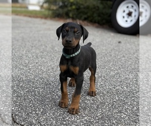 Doberman Pinscher Puppy for sale in NEWTON, NC, USA