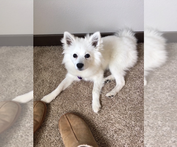 View Ad Miniature American Eskimo Puppy for Sale near Washington