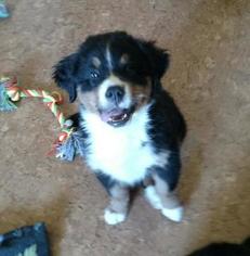 Bernese Mountain Dog Puppy for sale in HOUGHTON LAKE, MI, USA