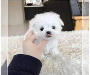 Maltese Puppy for sale in CLERMONT, FL, USA