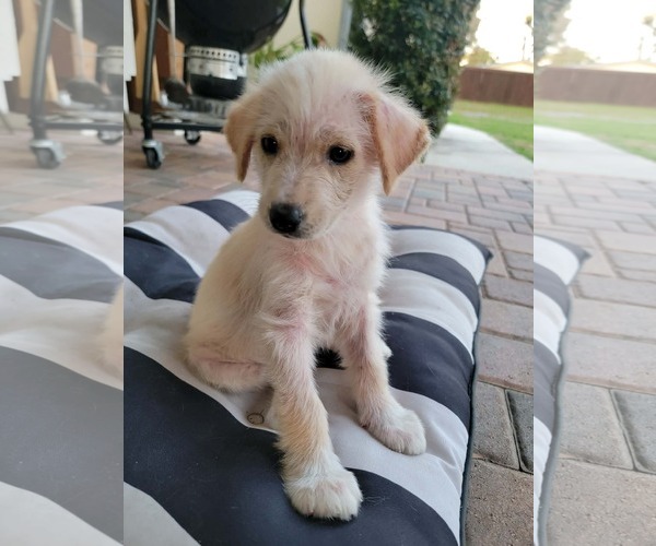 Medium Photo #1 Australian Retriever Puppy For Sale in Valrico, FL, USA