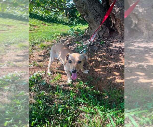 Medium Photo #2 Chiweenie Puppy For Sale in Candler, NC, USA