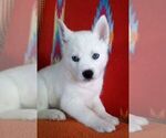 Small Photo #9 Siberian Husky Puppy For Sale in LITTLETON, ME, USA