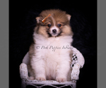 Small Photo #95 Pomeranian Puppy For Sale in WARSAW, IN, USA