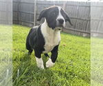 Small #2 Australian Shepherd-Great Pyrenees Mix