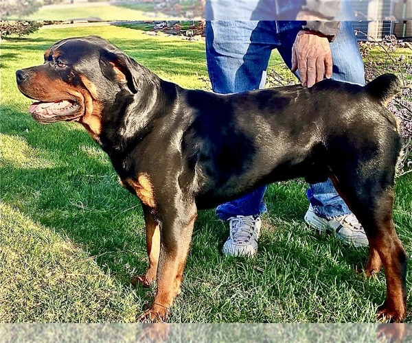 Medium Photo #9 Rottweiler Puppy For Sale in BRIGHTON, CO, USA