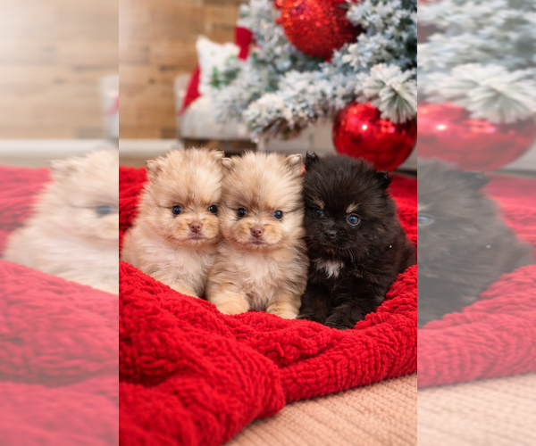 Medium Photo #1 Pomeranian Puppy For Sale in OAKWOOD, GA, USA