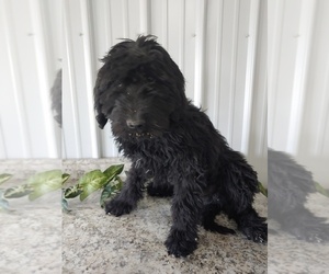 Newfoundland-Poodle (Standard) Mix Puppy for sale in CANON CITY, CO, USA
