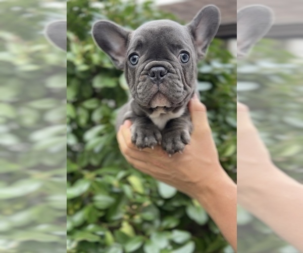 Medium Photo #1 French Bulldog Puppy For Sale in METUCHEN, NJ, USA