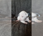 Small Photo #14 Dalmatian Puppy For Sale in LUDOWICI, GA, USA