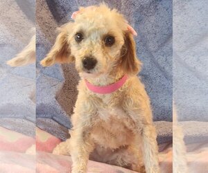 Cavapoo Dogs for adoption in Bon Carbo, CO, USA