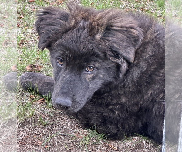 Medium Photo #1 Great Pyrenees-Unknown Mix Puppy For Sale in Brooklyn Center, MN, USA