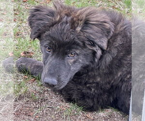 Great Pyrenees-Unknown Mix Dogs for adoption in Brooklyn Center, MN, USA