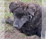Small Great Pyrenees Mix