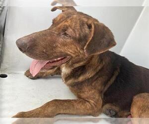 Black and Tan Coonhound-Unknown Mix Dogs for adoption in Houston, TX, USA