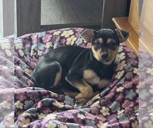 Mutt Dogs for adoption in Brooklyn Center, MN, USA