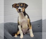 Small #1 Mutt