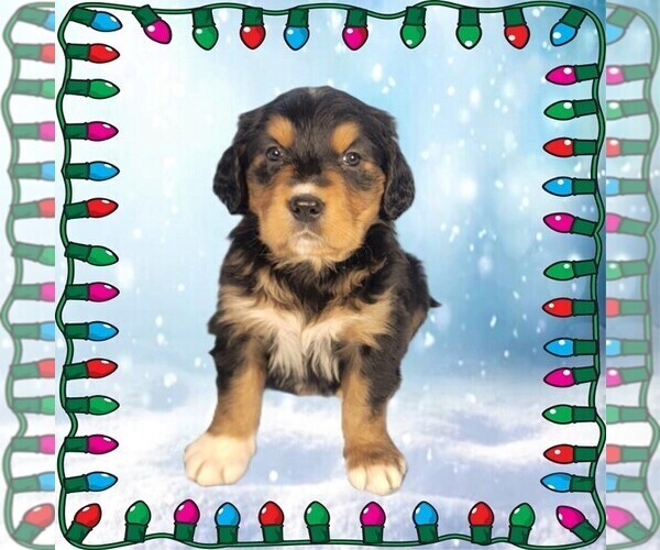 Medium Photo #51 Golden Mountain Dog Puppy For Sale in BLACK FOREST, CO, USA