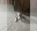 Puppy Puppy 2 America Bandogge Mastiff-American Bully Mix