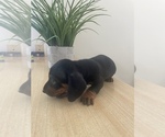 Small Photo #2 Dachshund Puppy For Sale in WEST HILLS, CA, USA