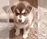 Small Photo #4 Siberian Husky Puppy For Sale in TUCSON, AZ, USA