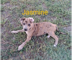 Bo-Dach Puppy for sale in TRIBUNE, KS, USA