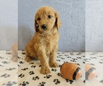 Small Photo #4 Goldendoodle Puppy For Sale in EDINA, MO, USA
