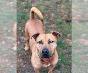 Barnum - Male American Staffordshire Terrier-Rhodesian Ridgeback Mix Dog for Adoption - Photo #4