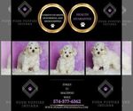 Small Photo #80 Maltipoo (Miniature) Puppy For Sale in WARSAW, IN, USA