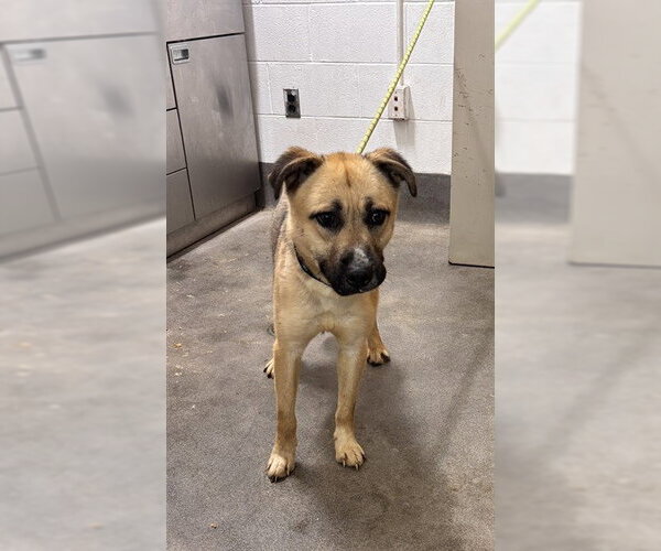 Medium Photo #1 German Shepherd Dog-Unknown Mix Puppy For Sale in Forestville, MD, USA