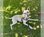 Small #6 Siberian Husky Mix