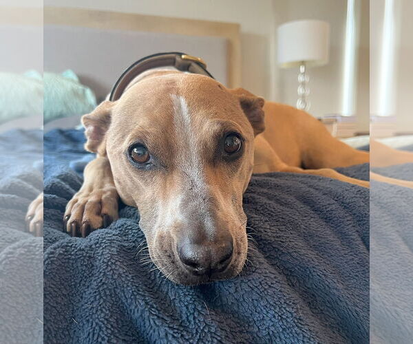 Medium Photo #3 Labrador Retriever-Unknown Mix Puppy For Sale in Bellevue, WA, USA