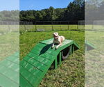 Small #18 American Bulldog Mix