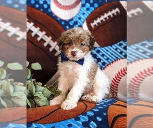 Bernedoodle (Miniature) Puppy for sale in OXFORD, PA, USA