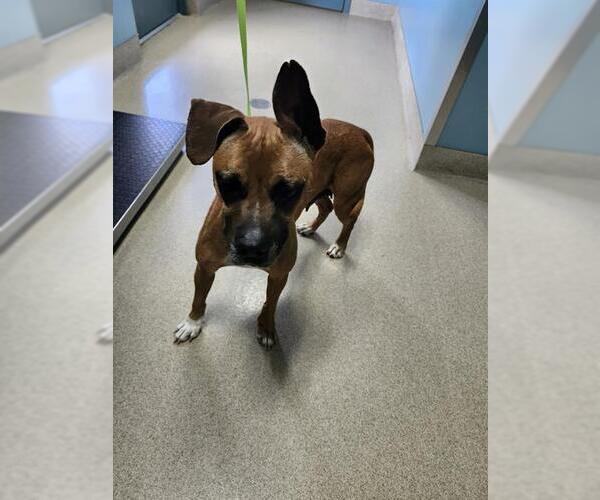 Medium Photo #1 Boxer-Unknown Mix Puppy For Sale in Newton, NC, USA